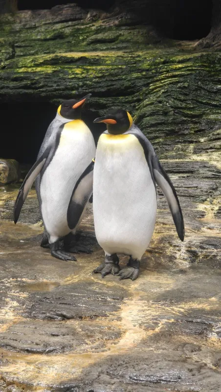 Nowe Zoo