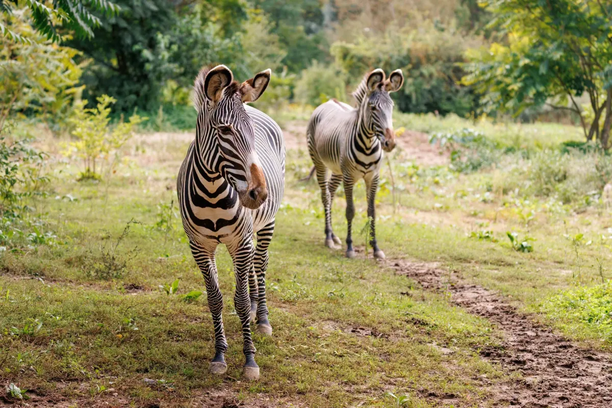 Nowe Zoo