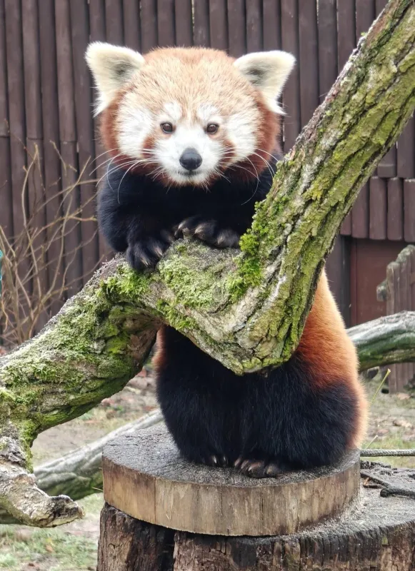 Nowe Zoo