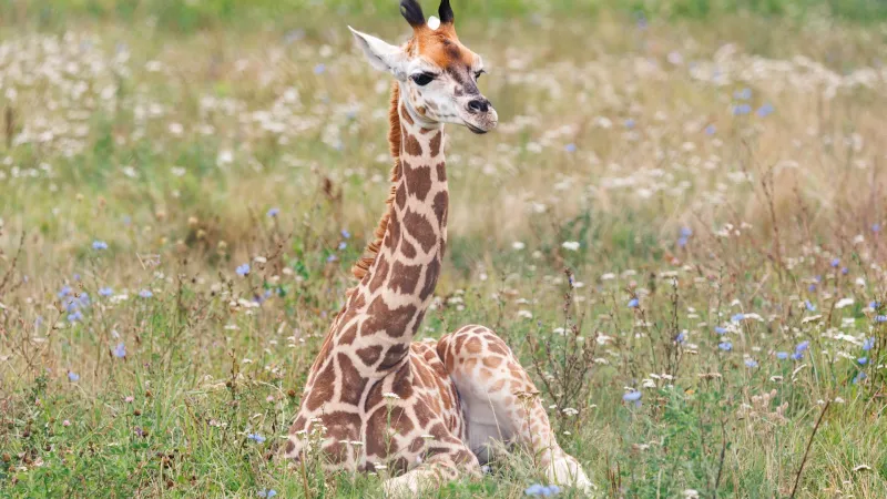 Nowe Zoo