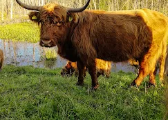 Highland Warmia - Gospodarstwo agroturystyczne