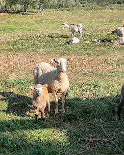 Farma Mazurska - Masurenhof