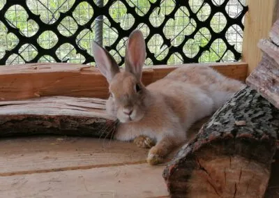 Kasztanowe Wrota Agroturystyka