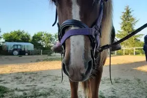 Nad Jeziorem Piecki i Klub Jeździecki