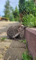 Agroturystyka U Bynia,