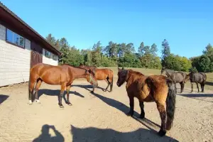 Leśne Jezioro. Gospodarstwo agroturystyczne