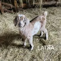 Agroturystyka Folwark Łuknajno nad Jeziorem Śniardwy