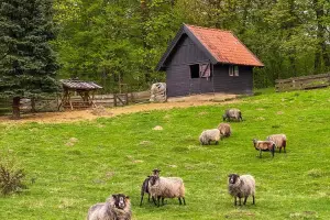 Siedlisko na Wygonie