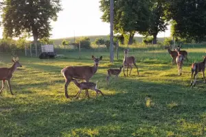 Eko Agroturystyka Bio Hodowla Danieli i Jeleni