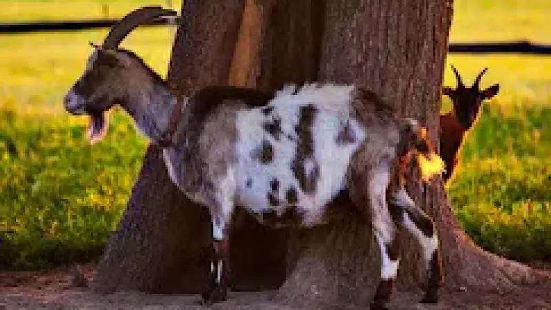 Siedlisko Leluja