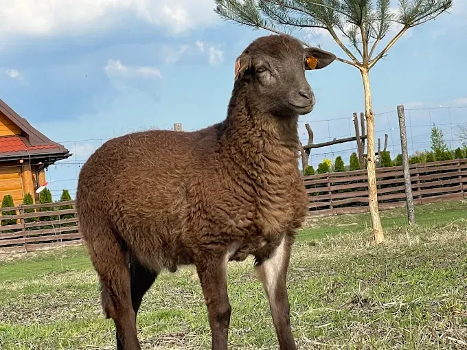 Kozia Zagroda Sobieniowe Ranczo