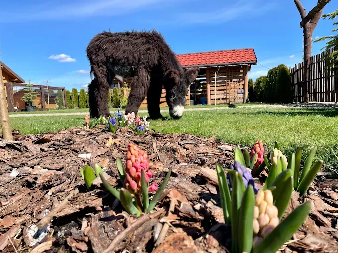 Kozia Zagroda Sobieniowe Ranczo