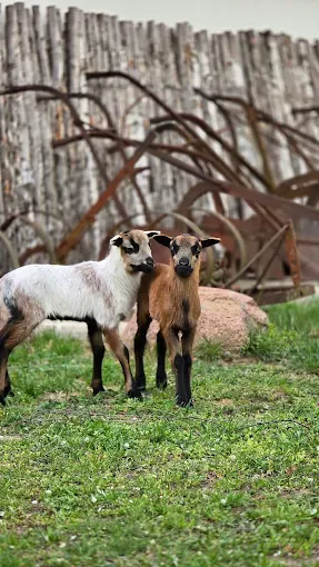 Malowana Zagroda edukacja i rekreacja