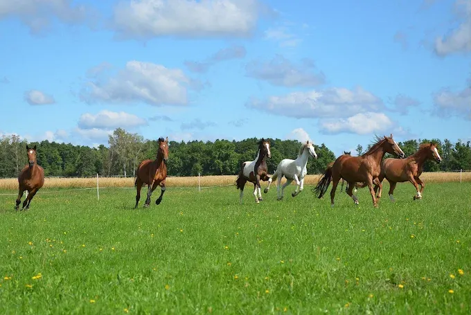 Gospodarstwo Agroturystyczne w Makowicy jazda konna Maria i Andrzej Adamscy