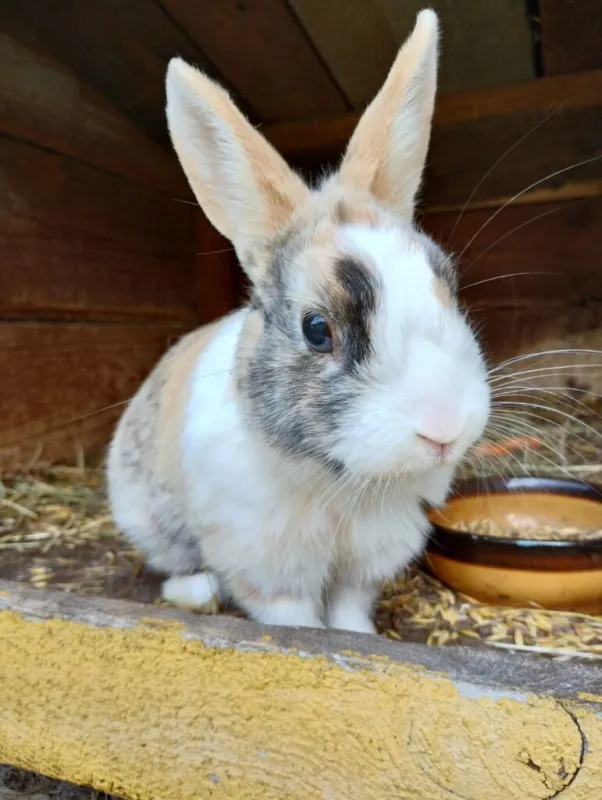 Mazowieckie Sioło Julianówka - Agroturystyka