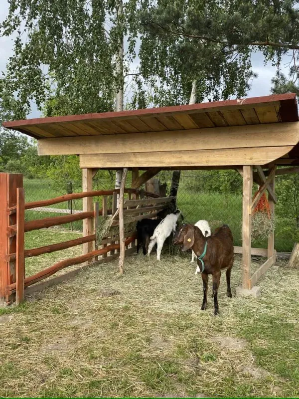 Zagroda Alpaka Cukrówka