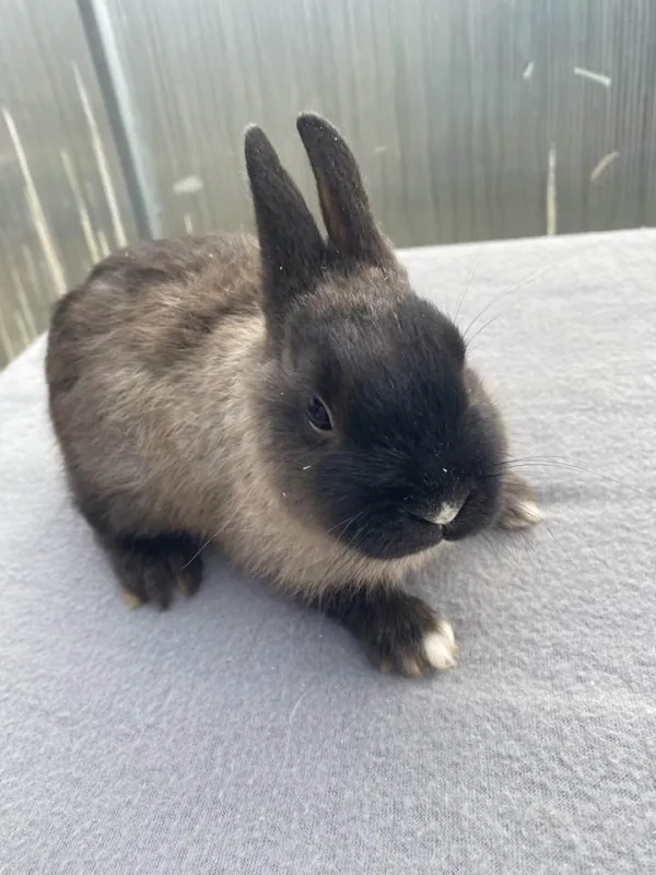 Zagroda Alpaka Cukrówka