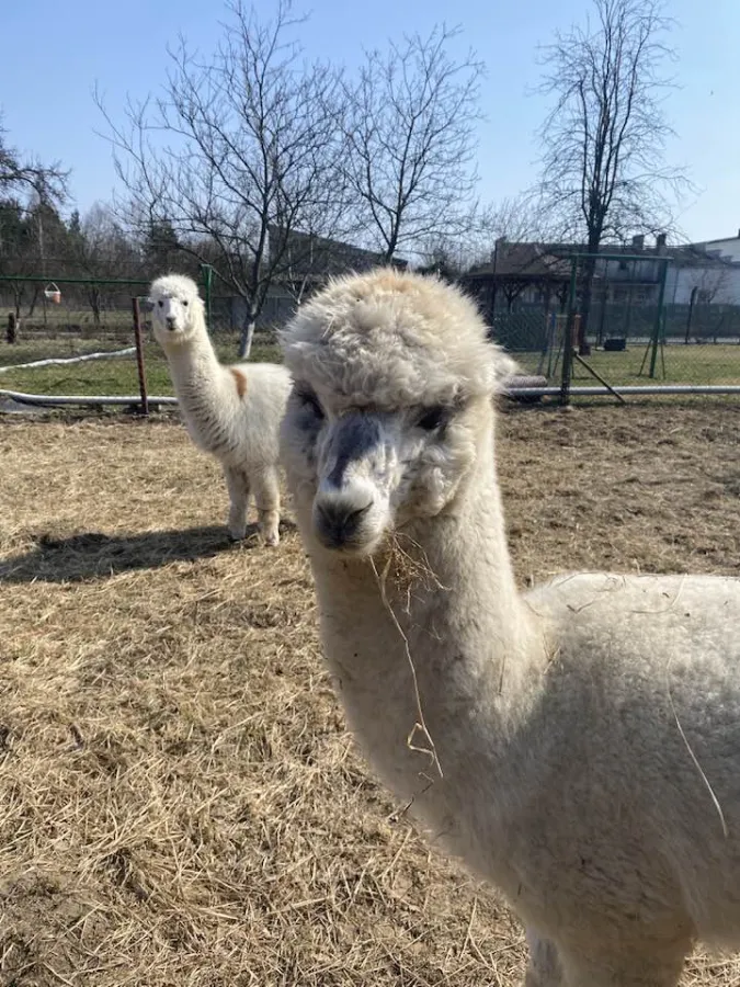 Zagroda Alpaka Cukrówka