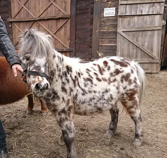 Stajnia Wilga - jazdy konne, wycieczki, obozy jeździeckie