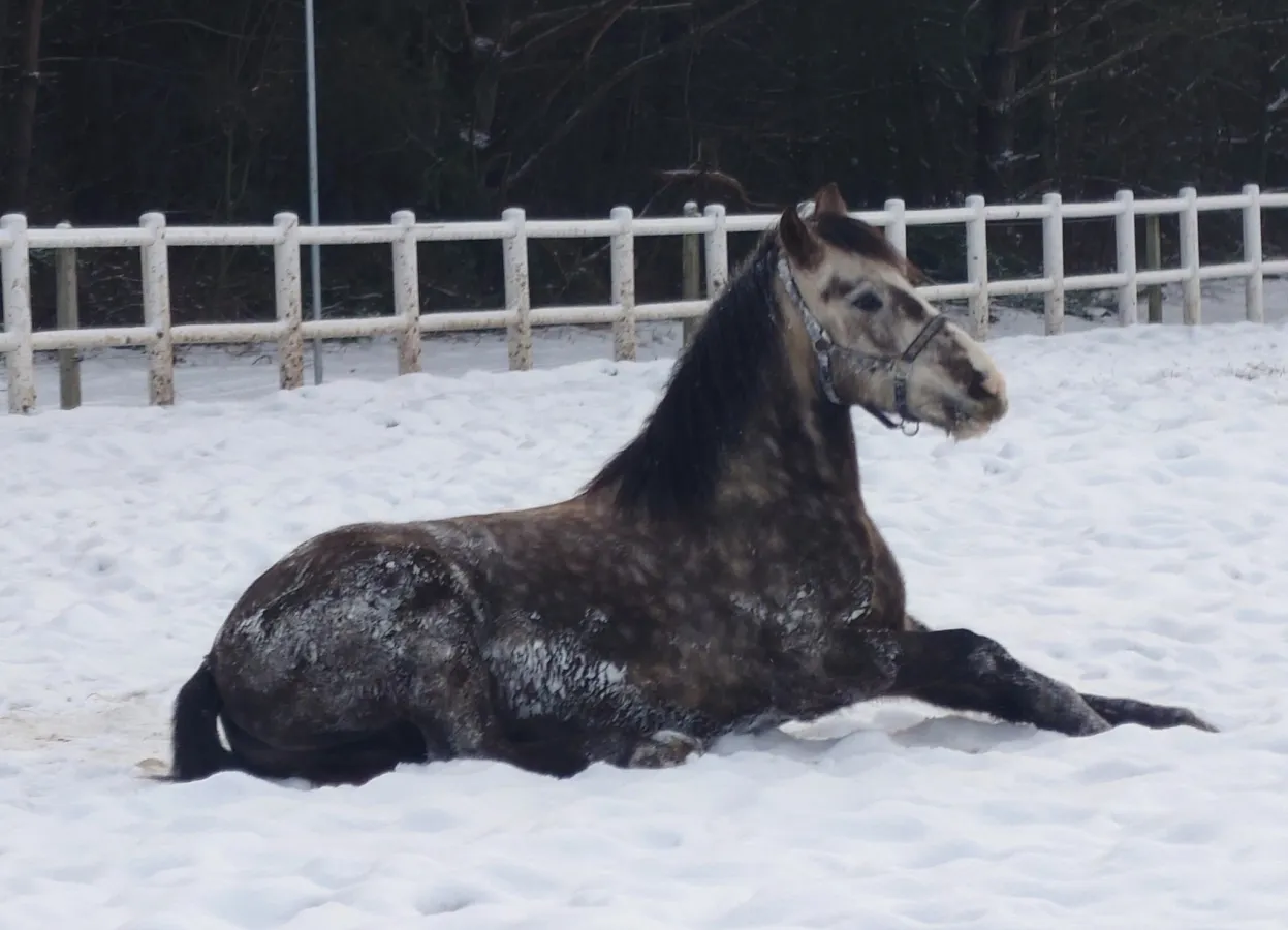 Stajnia Wilga - jazdy konne, wycieczki, obozy jeździeckie
