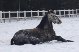 Stajnia Wilga - jazdy konne, wycieczki, obozy jeździeckie