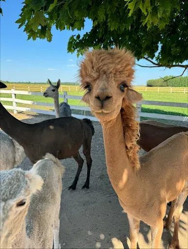 Ranczo Sobole - mini zoo