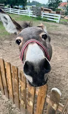 Ranczo Sobole - mini zoo