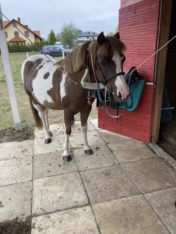 Pony Club Kucykowe Ranczo