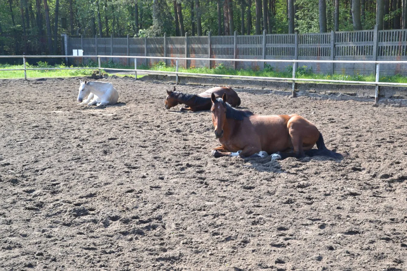 Filmowa Stajnia Treningowa