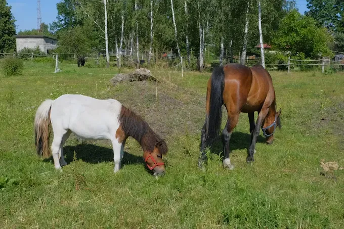 Stajnia Nowinki