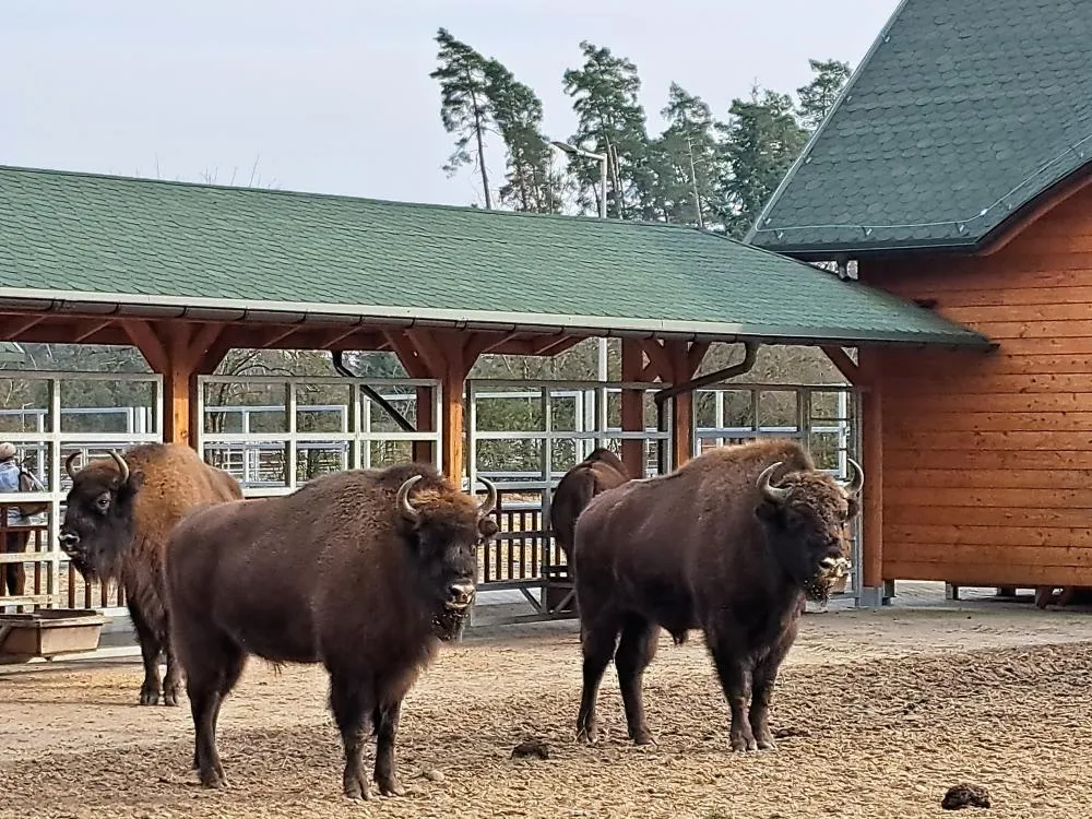 Pokazowa Zagroda Żubrów w Krajewie. Nadleśnictwo Dwukoły