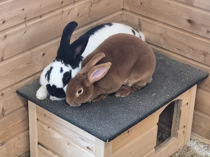Zwierzoo Mini Zoo Warszawa