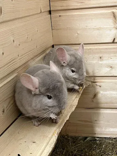 Zwierzoo Mini Zoo Warszawa