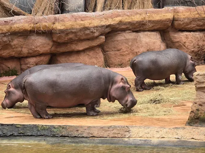 ZOO Wrocław