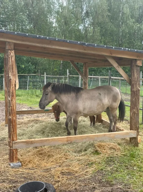 Stajnia Celinów - konie nauka jazdy