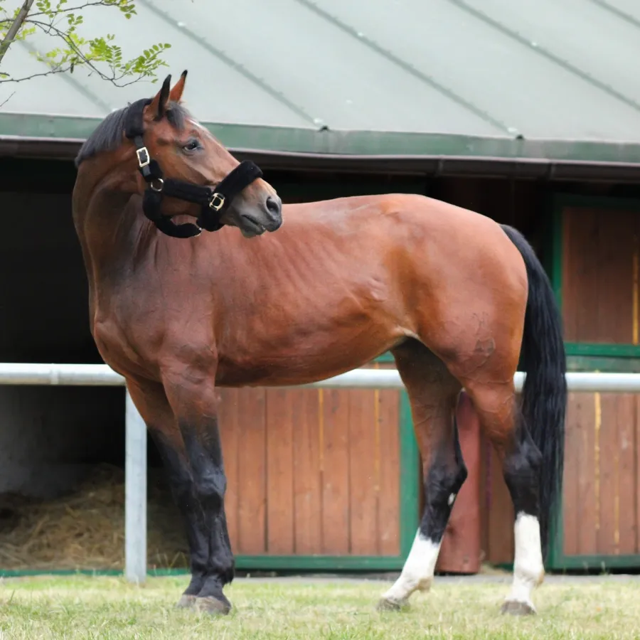 Stajnia Celinów - konie nauka jazdy
