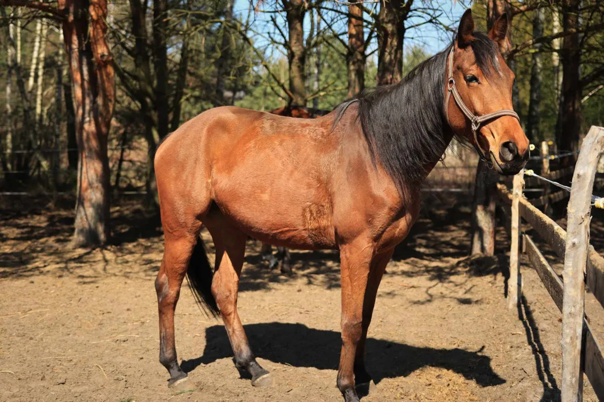 KLUB JEŹDZIECKI - CZUBAJKA