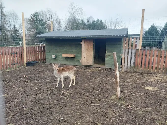 KLUB JEŹDZIECKI - CZUBAJKA