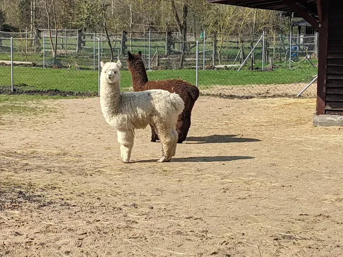 Stadnina Koni w Nowej Wsi