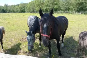 Stadnina Koni w Nowej Wsi