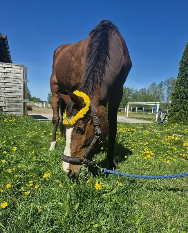 Stajnia Fiord Ciopan