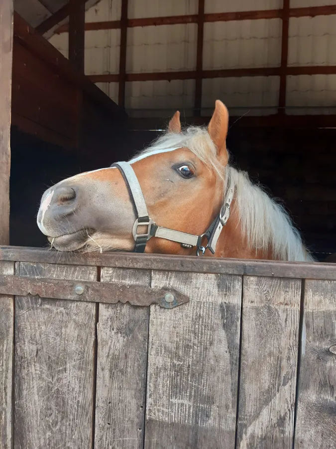 Stajnia Fiord Ciopan