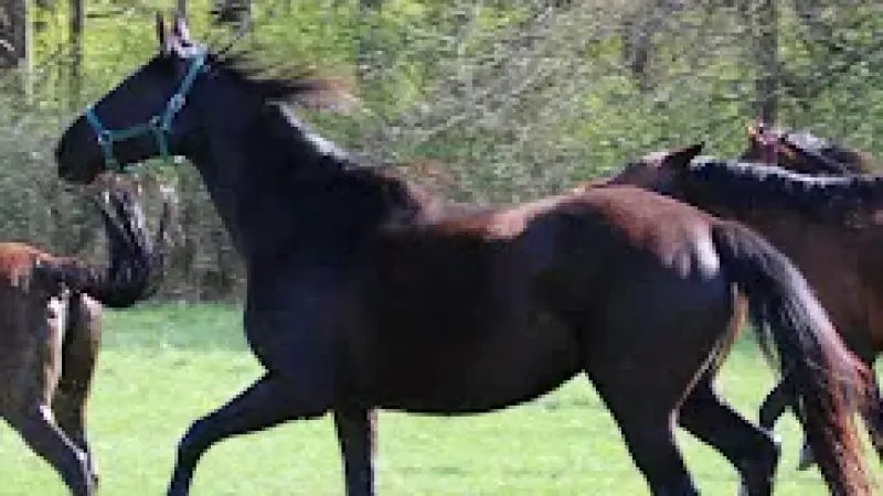PaTaTaj