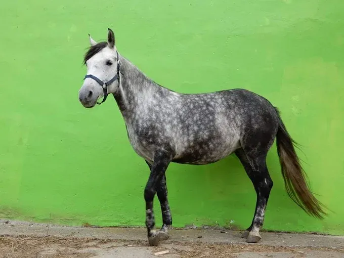 Ośrodek Jeździecki "Folwark Lewandów"