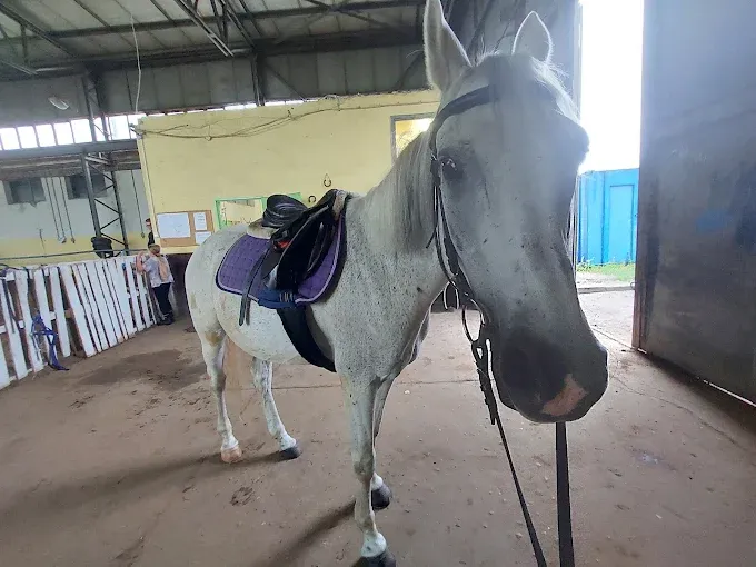 Ośrodek Jeździecki "Folwark Lewandów"