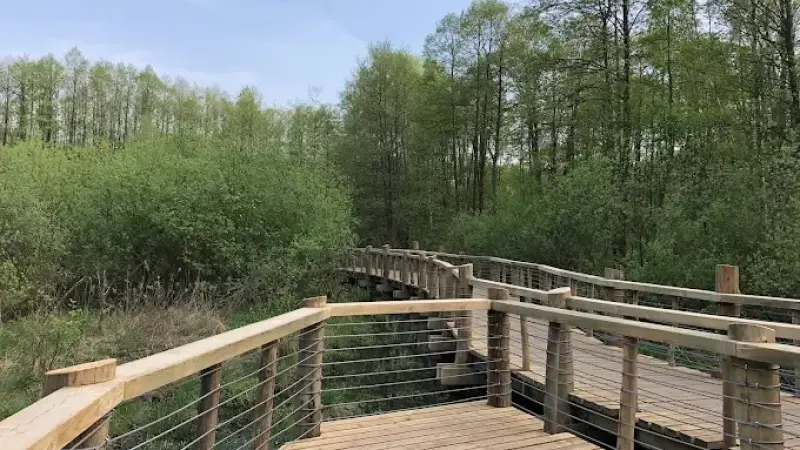 Rezerwat przyrody Łosiowe Błota