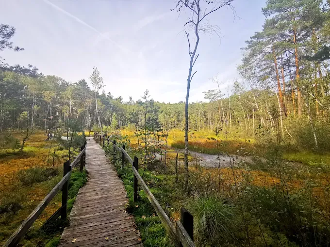Torfowisko Goździkowe Bagno