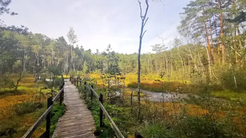 Torfowisko Goździkowe Bagno