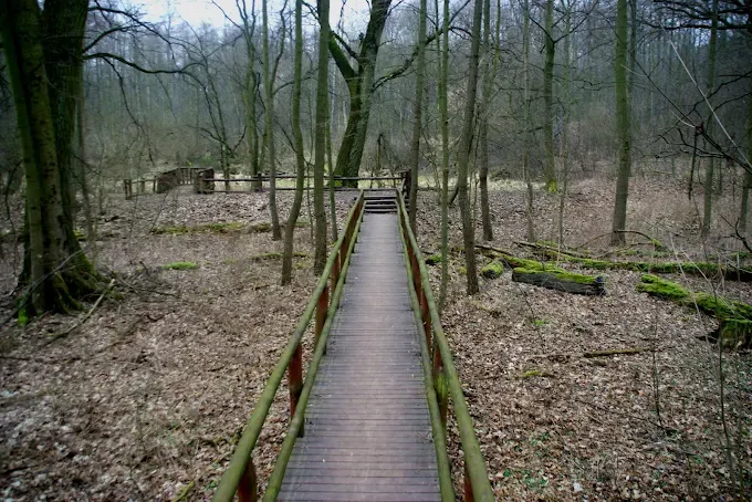 Uroczysko Las Młociny