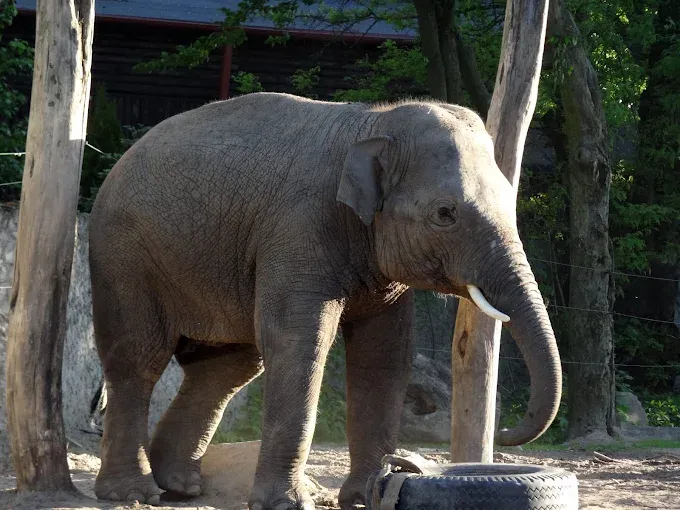 MIEJSKI OGRÓD ZOOLOGICZNY W PŁOCKU Sp. z o.o.